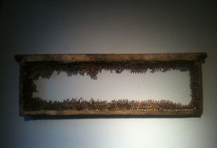 A framed rest of apiary by Daniela Manzolli