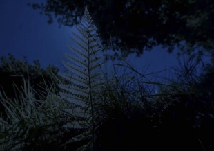 'We-Are', AnaisTONDEUR, Le-Parfum-des-plantes, la nuit, courtesy the Artist