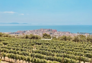 Vigna di San Martino (Naples, 2022), ph. Diana Marrone