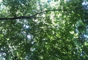 Janet Cardiff & Georges Bures Miller, Forest (for a thousand years...) 28 minutes installation in the park, phto courtesy pr/undercover