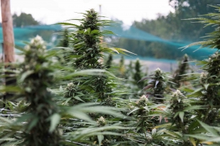 Campo di Canapa/Hemp field, courtesy Canapa Ossolana Sara Mellerio